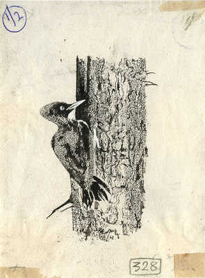 Курдов Валентин Иванович. Лот из восьми иллюстраций к повести В. Бианки, закрепленных на одном паспарту 